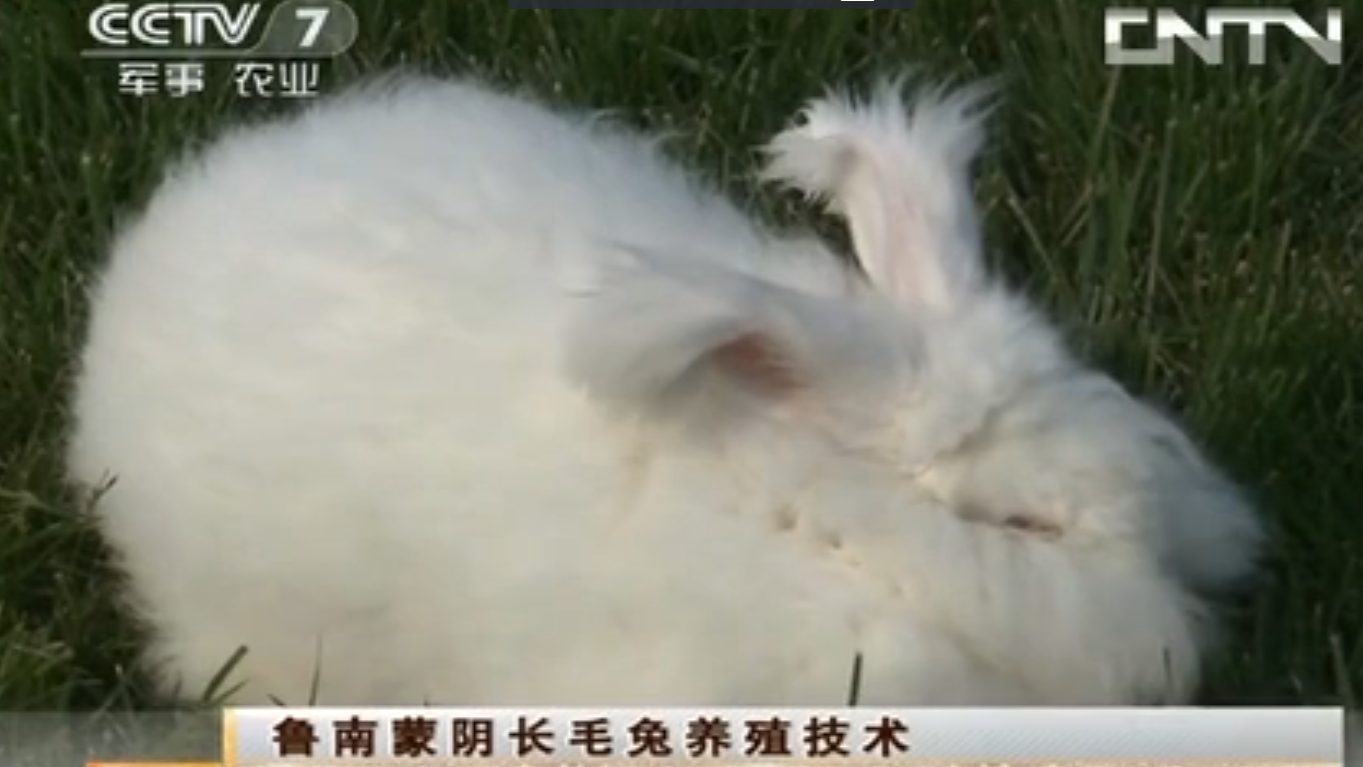 [農廣天地]魯南蒙陰長毛兔養(yǎng)殖技術(20130514)